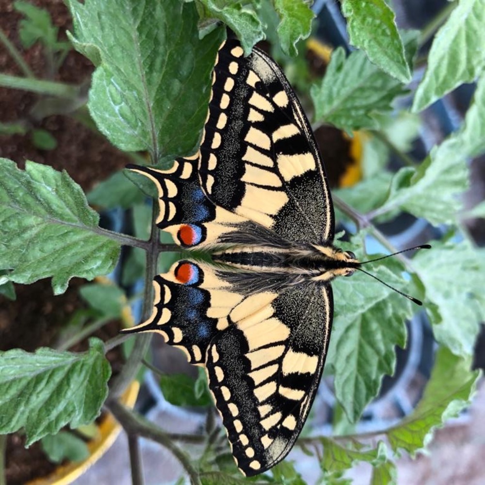 Meet your Posher, Elena